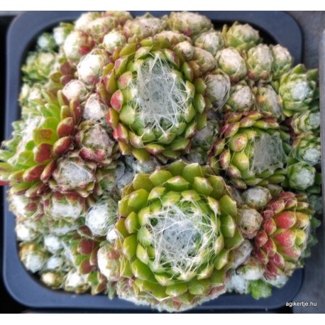 39 - Kövirózsa - Zöld, igazi kis miniatűr - Sempervivum