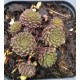 39 - Kövirózsa - Zöld, igazi kis miniatűr - Sempervivum