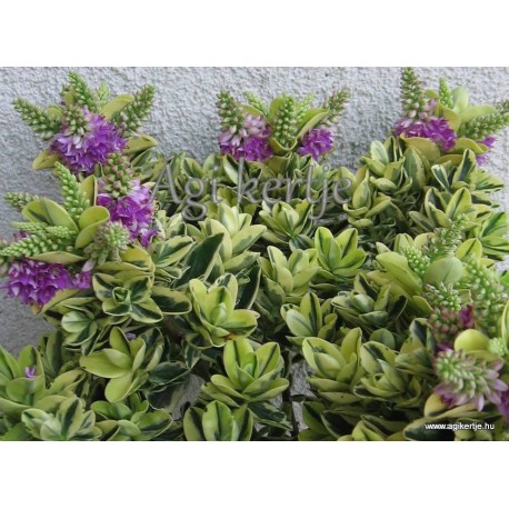 Veronikacserje - Hebe 