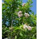Rózsaszín trombitafa-Chitalpa tashkentensis