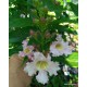Rózsaszín trombitafa-Chitalpa tashkentensis