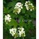 Tölgylevelű hortenzia - Hydrangea quercifolia