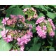 Hydrangea macrophylla - PASSION