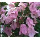 36- Kreppelt nagyvirágú rózsaszín -Show Lady - Murvafürt - Bougainvillea