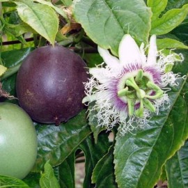 8 - Passiflora edulis - Maracuja - Passiogyümölcs - Golgotavirág