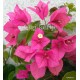 16-Rózsaszín tulipános- Murvafürt-Bougainvillea-Rosa Catarina