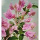 36- Kreppelt nagyvirágú rózsaszín - Show Lady - Murvafürt - Bougainvillea