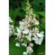 Hydrangea paniculata CANDLELIGHT
