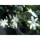 Jasminum sambac- Arab jázmin
