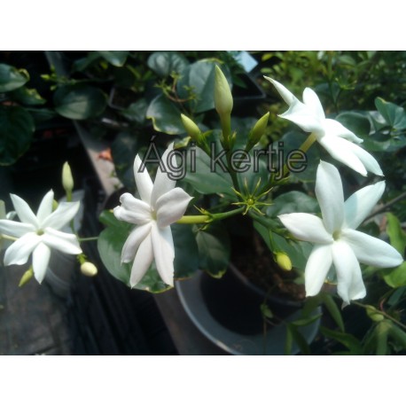 Jasminum sambac- Arab jázmin