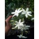 Jasminum sambac- Arab jázmin
