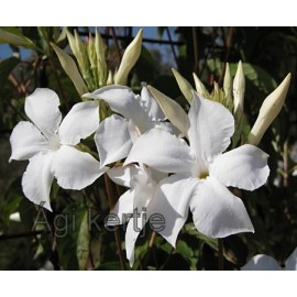 Mandevilla laxa-Chilei jázmin