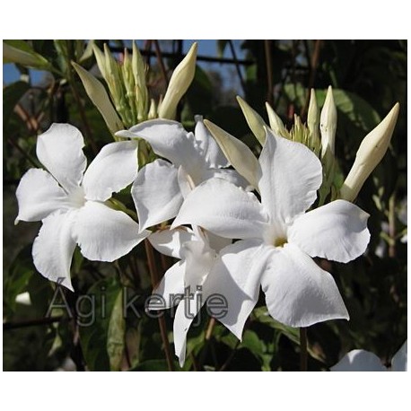 Mandevilla laxa-Chilei jázmin