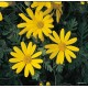 Földanyavirág - Euryops pectinatus