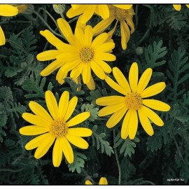 Földanyavirág - Euryops pectinatus