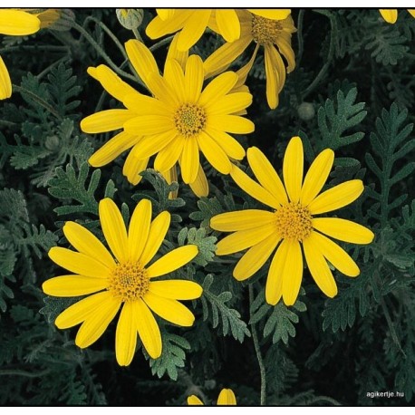 Földanyavirág - Euryops pectinatus