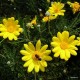 Földanyavirág - Euryops pectinatus