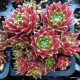 32 - Kövirózsa - Bordós-szőrös - Sempervivum