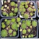 32 - Kövirózsa - Bordós-szőrös - Sempervivum