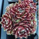 32 - Kövirózsa - Bordós-szőrös - Sempervivum