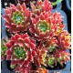 32 - Kövirózsa - Bordós-szőrös - Sempervivum
