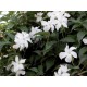 Mandevilla laxa-Chilei jázmin