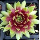 27 - Kövirózsa - Limezöld-bordó koszorús - Sempervivum