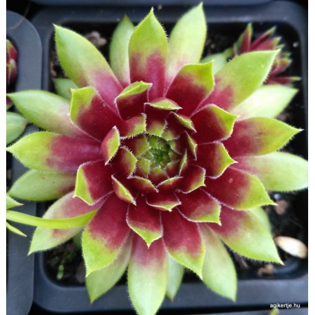27 - Kövirózsa - Limezöld-bordó koszorús - Sempervivum