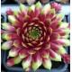 27 - Kövirózsa - Limezöld-bordó koszorús - Sempervivum