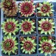 27 - Kövirózsa - Limezöld-bordó koszorús - Sempervivum