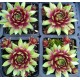 27 - Kövirózsa - Limezöld-bordó koszorús - Sempervivum