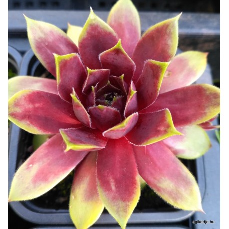3 - Kövirózsa - Sötét bordós, sárga hegyű - Sempervivum