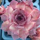 29 - Kövirózsa - Rózsaszínes bordó csúccsal - Sempervivum