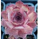 29 - Kövirózsa - Rózsaszínes bordó csúccsal - Sempervivum