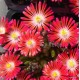 39 - Kristályvirág - Delosperma Rote Kleine
