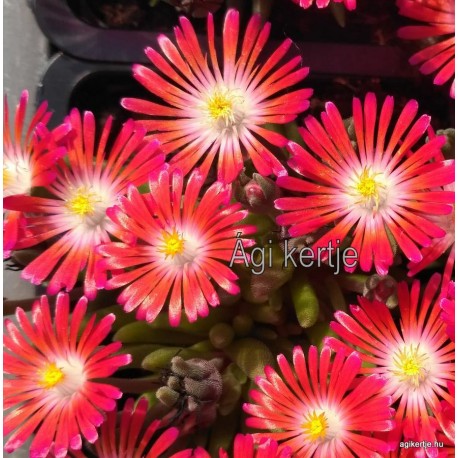 39 - Kristályvirág - Delosperma Rote Kleine