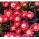 39 - Kristályvirág - Delosperma Rote Kleine