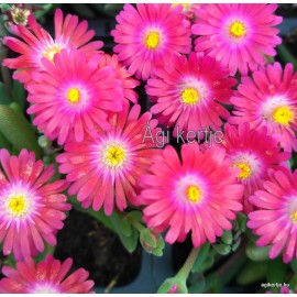 38 - Kristályvirág - Délvirág - Delosperma - Bordós bíborszínű