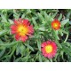 Delosperma-Fire-piros-sárga központ