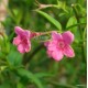 Red jázmin - Vörös jázmin - Jasminum beesianum