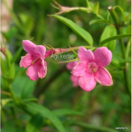 Red jázmin - Vörös jázmin - Jasminum beesianum