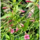 Red jázmin - Vörös jázmin - Jasminum beesianum