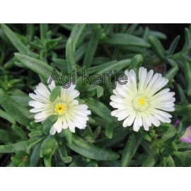 42 - Kristályvirág - Delosperma - White Wonder - fehér
