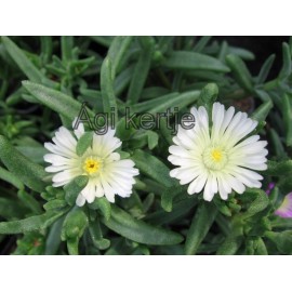 42 - Kristályvirág - Délvirág - Delosperma - White Wonder - fehér