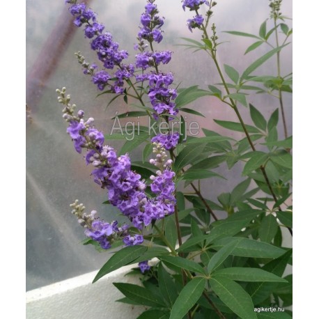 Barátcserje - Vitex agnus castus