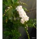 Nefelejcsfa, galambbogyó fehér - Duranta repens "Alba"