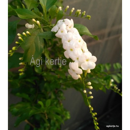 Nefelejcsfa, galambbogyó fehér - Duranta repens "Alba"
