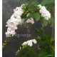 Nefelejcsfa, galambbogyó fehér - Duranta repens "Alba"