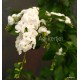 Nefelejcsfa, galambbogyó fehér - Duranta repens "Alba"