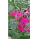 Azték zsálya, pink - Salvia Pink Blush